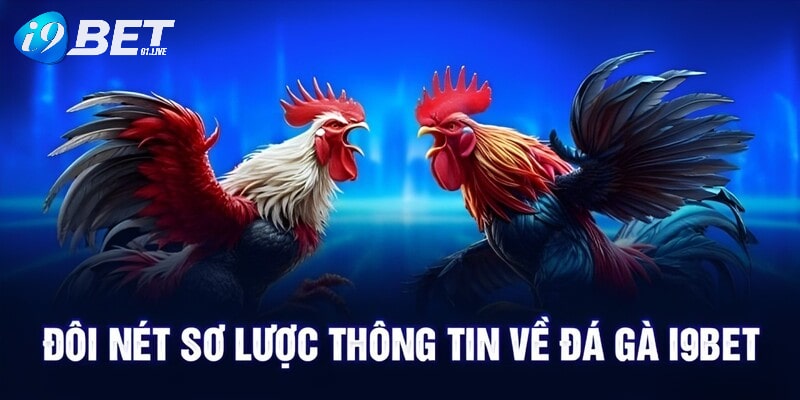 Đôi nét sơ lược thông tin về sảnh đá gà tại I9BET