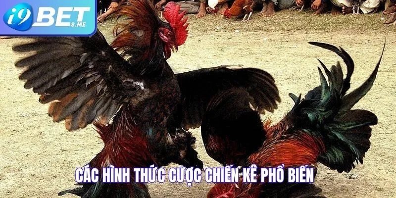 Các hình thức cược chiến kê phổ biến