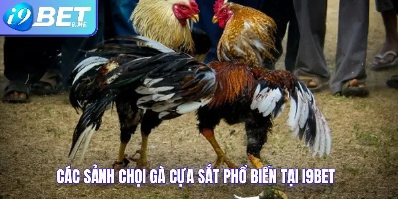 Các Sảnh Chọi Gà Cựa Sắt Phổ Biến Tại i9bet