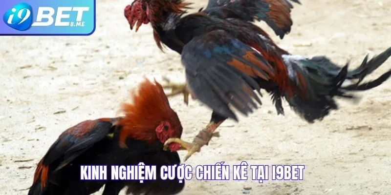 Kinh nghiệm cược chiến kê tại i9bet